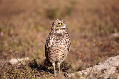 Close-up of a bird perching on a field