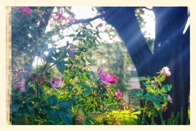 Close-up of pink flowers