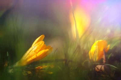 Close-up of flower blooming outdoors