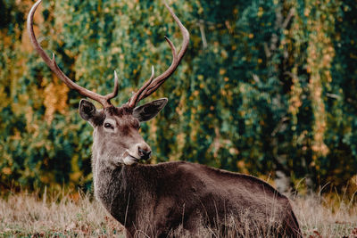 Portrait of a stag in the wild
