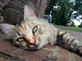 Close-up portrait of cat lying down