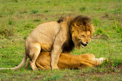 Male lion grimaces whilst mating with female