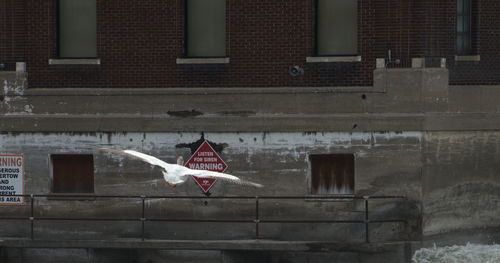 Bird flying against building