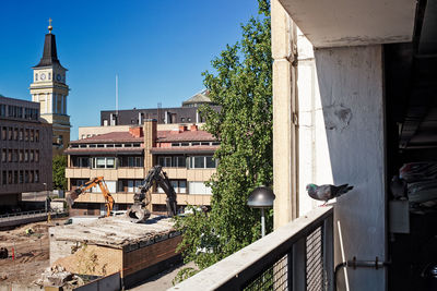 Pigeon as a demolition supervisor