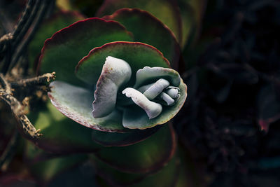 Close-up of succulent plant