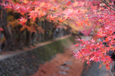 Close-up of maple tree during autumn