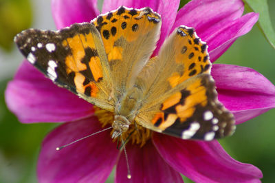 Close-up of butterfly pollinating flower