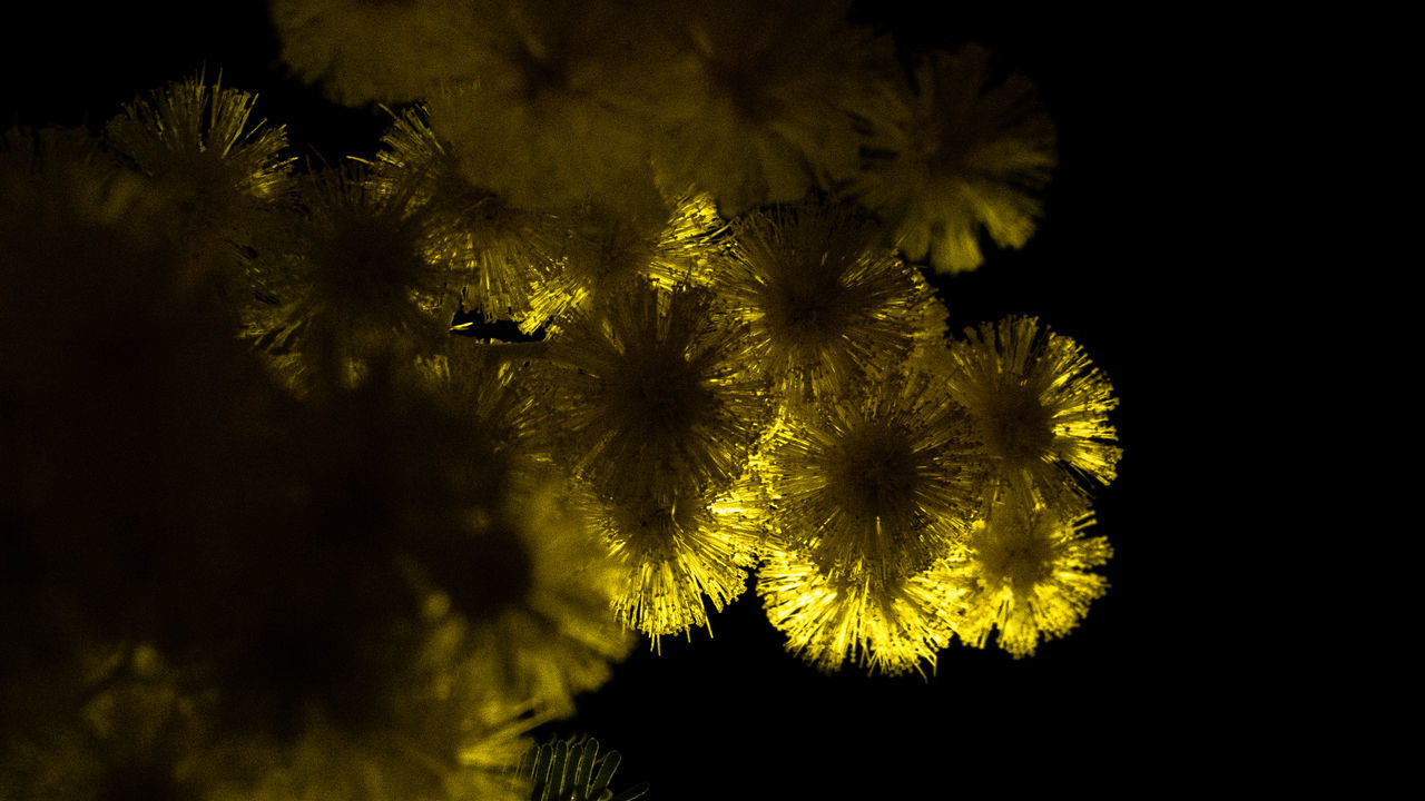 yellow, plant, sunlight, flower, leaf, growth, nature, beauty in nature, light, no people, flowering plant, macro photography, freshness, darkness, tree, branch, close-up, sky, green, outdoors, flower head, fragility, inflorescence, dandelion, pollen