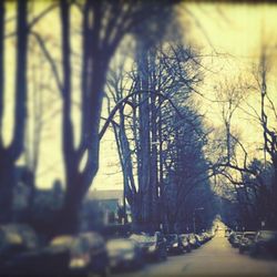 Bare trees along road