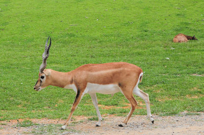 Animal grazing on grassy field