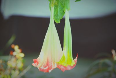 Close-up of flower against blurred background