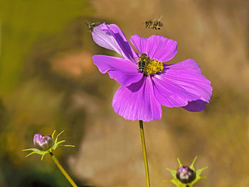 Close-up of purple pollinating flower