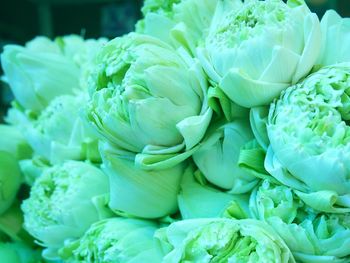Close-up of vegetables