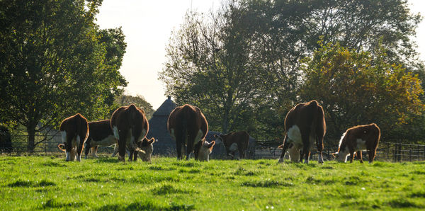 Horses in a field