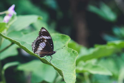 Close-up of butterfly on leaf