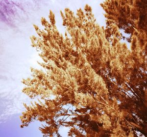 Low angle view of tree against sky during winter