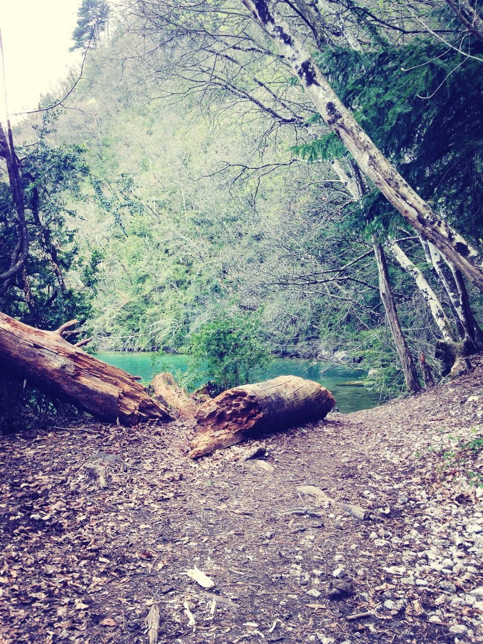 animal themes, one animal, tree, nature, rock - object, tree trunk, tranquility, branch, day, wildlife, plant, forest, tranquil scene, animals in the wild, outdoors, no people, beauty in nature, growth, log, sunlight