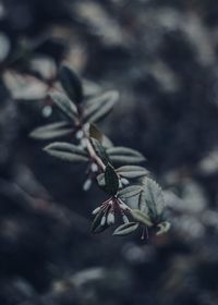 Branches with purple fruits at cluj-napoca botanical garden