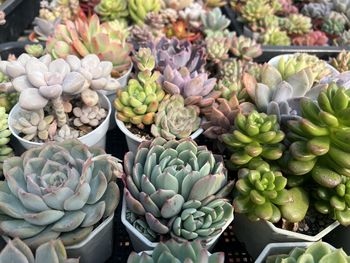 Full frame shot of plants