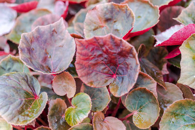 Full frame shot of red leaves