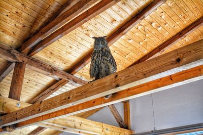 Low angle view of bird on wood