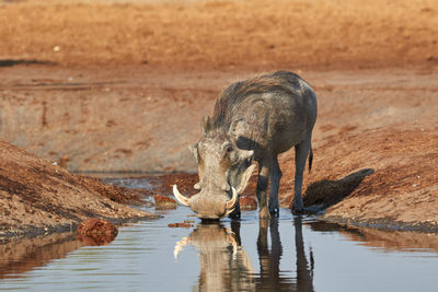 Warthog drinking water at river