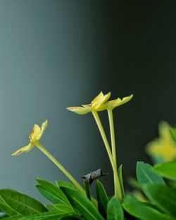 Close-up of yellow flowering plant