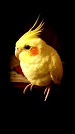 Close-up of bird perching on black background