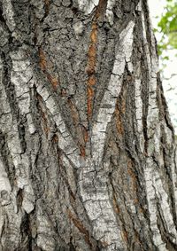 Full frame shot of tree trunk