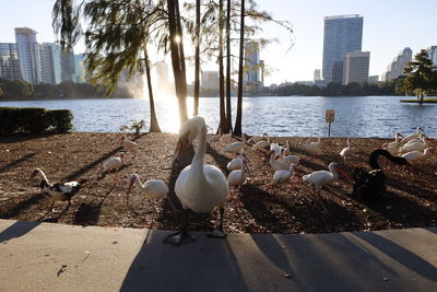 Seagulls on a lake