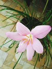 Close-up of pink flower blooming outdoors