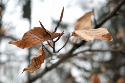 Close-up of maple leaf fallen on branch