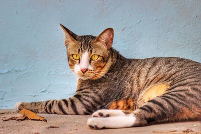 Close-up portrait of a cat lying on wall