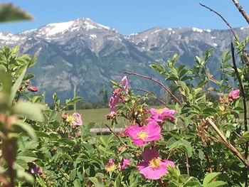 Close-up of flowers blooming against mountains