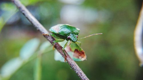 Close-up of insect on branch