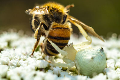 Close-up of a white crab spider feeding on a european bee 