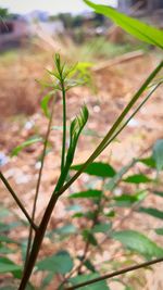 Close-up of flowering plant on field