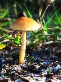 Close-up of fly agaric mushroom
