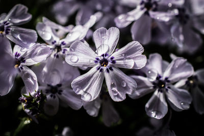Close-up of flowers blooming outdoors