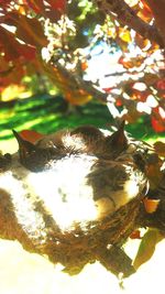 Close-up of bee on tree