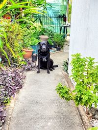 Dog by plants