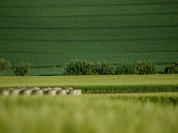 Scenic view of agricultural field