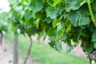 Close-up of fresh green plant