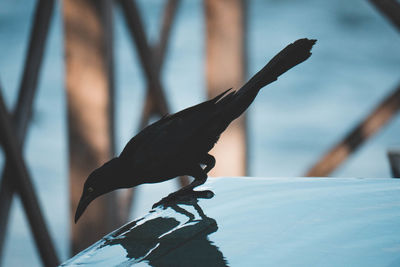 Close-up of bird on metal railing