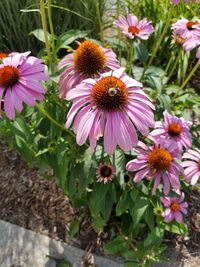 Close-up of pink flowering plants