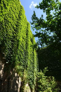 Low angle view of lush trees against the sky