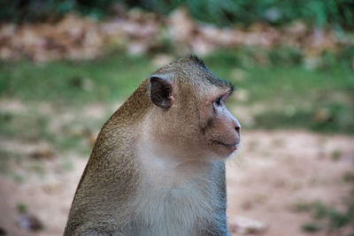 Wild monkeys in preah khan temple site among the ancient ruins of angkor wat hindu temple complex