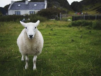 Portrait of sheep standing on field