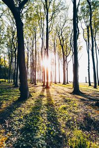 Sunlight streaming through trees in park