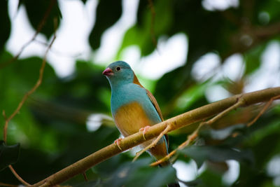 Ein kleiner blaukopfschmetterlingsfink close-up bird